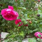 Rosa damascena Flower