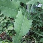 Lactuca floridana Hoja
