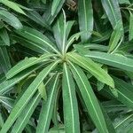 Euphorbia mellifera Lapas