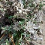 Arenaria aggregata Fruto