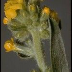 Cryptantha confertiflora Цвят