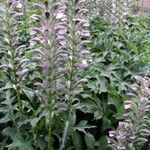 Acanthus hungaricus Anders