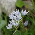 Scilla verna Blomma