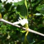 Coffea mauritiana Flor