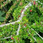 Cotoneaster nan-shan പുറംതൊലി