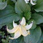 Erythronium oregonum പുഷ്പം