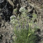 Angelica lineariloba Hábito