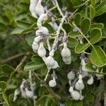 Dermatophyllum secundiflorum Fruit