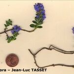 Veronica nummularia 形態