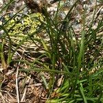 Carex curvula 樹皮