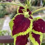 Coleus decurrens Leaf