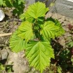 Acer tataricumHoja