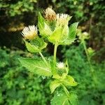 Cirsium oleraceumBloem