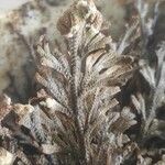 Selaginella lepidophylla Лист