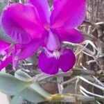 Cattleya walkeriana 花