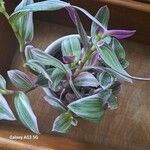 Tradescantia cerinthoides Leaf