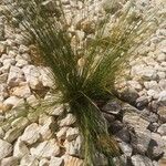 Juncus trifidus Yaprak