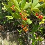 Jacquinia armillaris Fruct