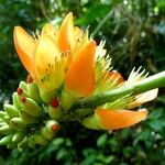Erythrina edulis Квітка