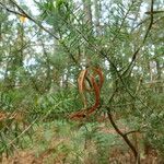 Acacia verticillata Owoc
