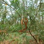 Acacia verticillata Fruct