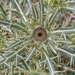 Cirsium richterianum Hábitos