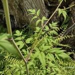 Cicuta maculata Blatt