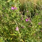 Epilobium hirsutumFlor