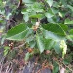 Prunus mahaleb Leaf