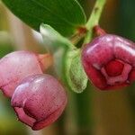 Vaccinium parvifolium 花