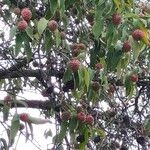 Cornus capitata Fruit