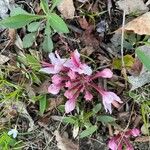 Rhododendron periclymenoides ᱵᱟᱦᱟ