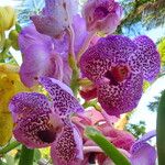 Vanda coerulescens Flors