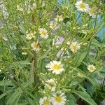 Lactuca indica Flor