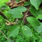 Viburnum prunifolium Leaf