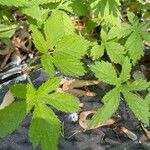 Hydrastis canadensis Leaf