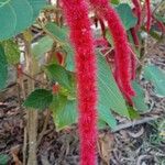 Acalypha hispida Цвят