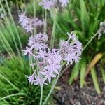 Tulbaghia violacea 花