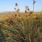 Juncus acutus Φρούτο