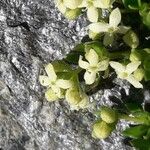 Galium megalospermum Λουλούδι