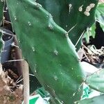 Opuntia maxima Yaprak