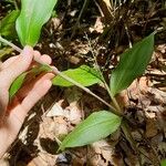 Ichnanthus panicoides Leaf