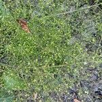 Alisma subcordatum Çiçek