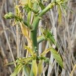 Euphorbia agowensis Kukka