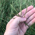 Dichanthium aristatum Flors