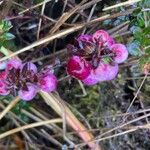 Gaultheria myrsinoides Plod