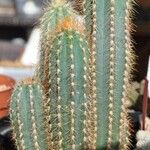 Pilosocereus pachycladus ഇല