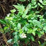 Rubus rosifolius Fiore