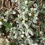 Cerastium tomentosumLeaf