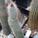 Cleistocactus hyalacanthus Liść